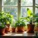 Zimmerpflanzen pflegen: Tipps für mehr Grün