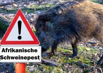 afrikanische-schweinepest