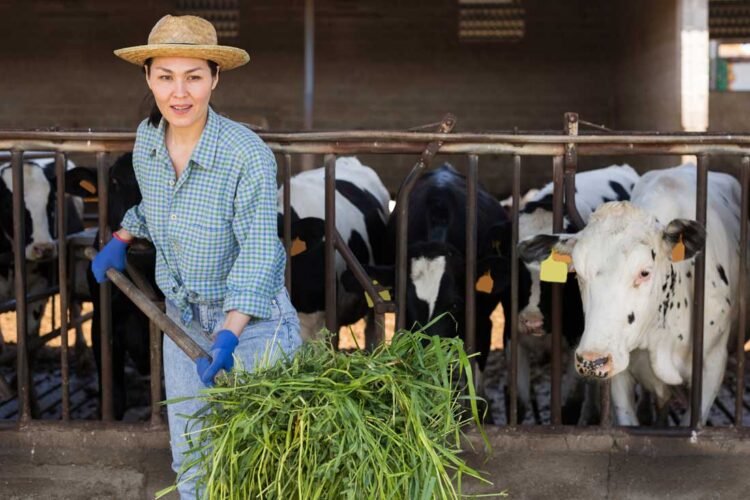 Leben auf den Bauernof
