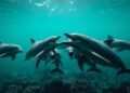 sind Delfine gefährlich